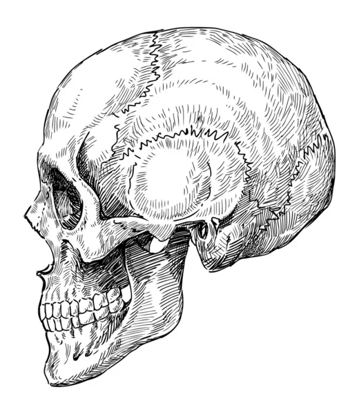 Schizzo cranio umano — Vettoriale Stock