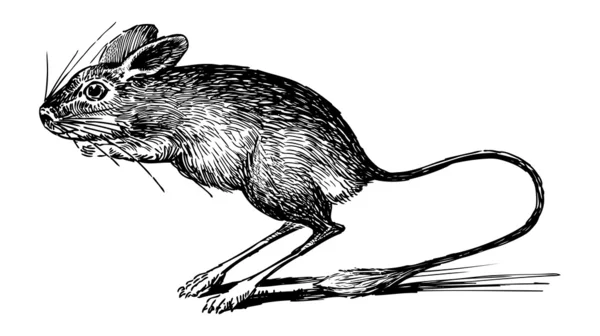 Jerboa... — Vetor de Stock