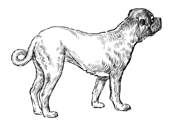 Mastiff — Stockvector