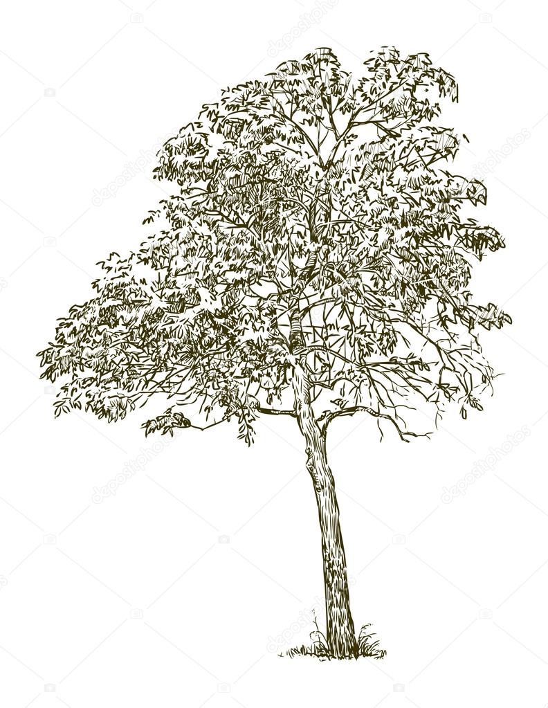Deciduous tree
