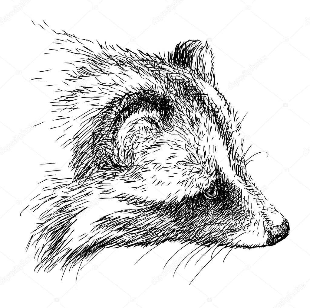 Head of a raccoon