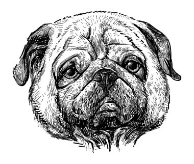 belgili tanımlık pug portresi