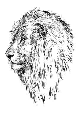 Profile of a lion