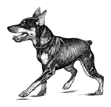 dobermann pinscher köpek