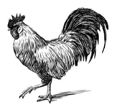 Pedigreed cock clipart