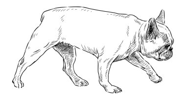 yürüyen bulldog