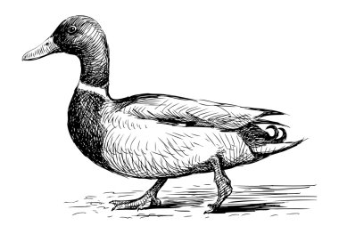 Duck. clipart