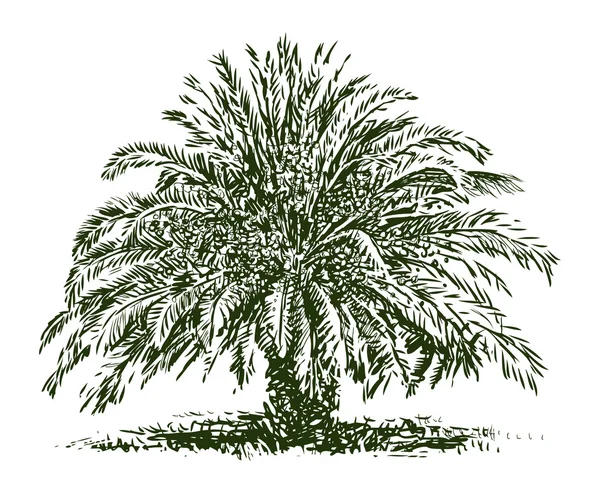 Palmboom — Stockvector