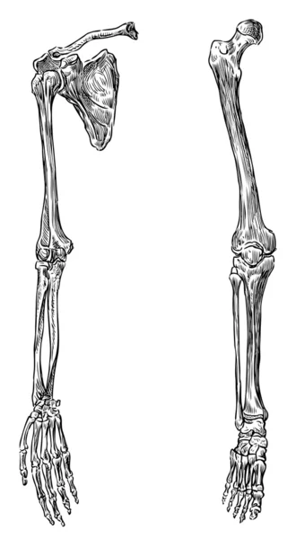 Delen van het menselijk skelet — Stockvector
