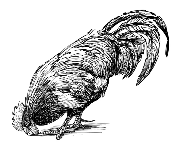 Pecando gallo — Archivo Imágenes Vectoriales