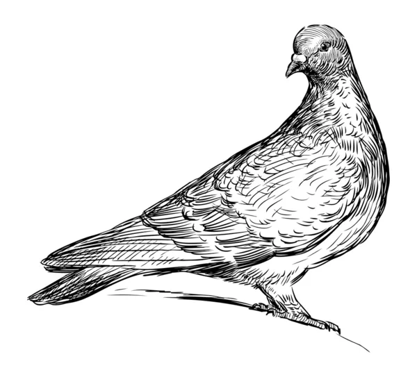 Pigeon — Image vectorielle