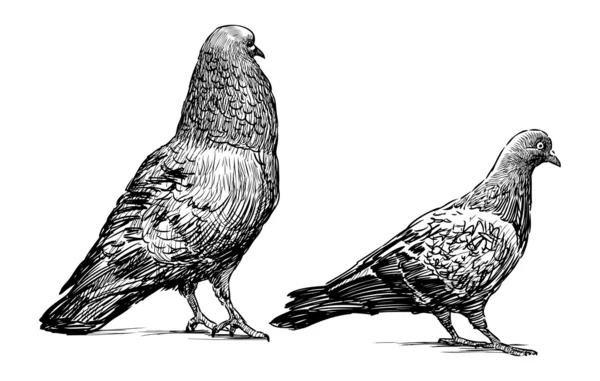 Pigeons — Image vectorielle