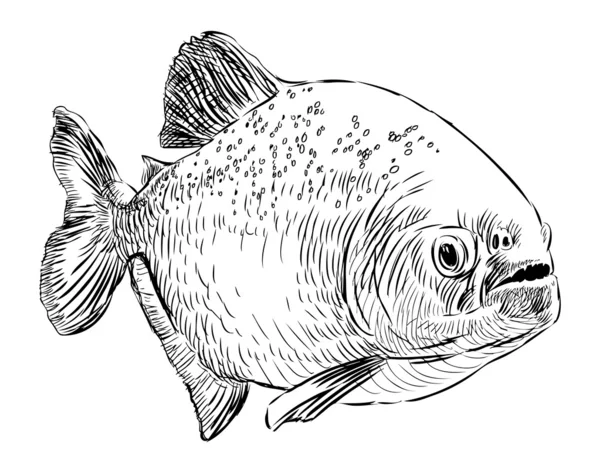 Predatory fish — Stock Vector