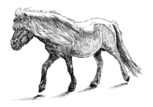 Pony schets — Stockvector
