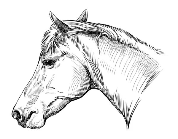 Profil de tête de cheval — Image vectorielle