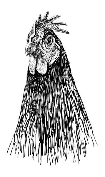 Profilo di una gallina — Stockvector