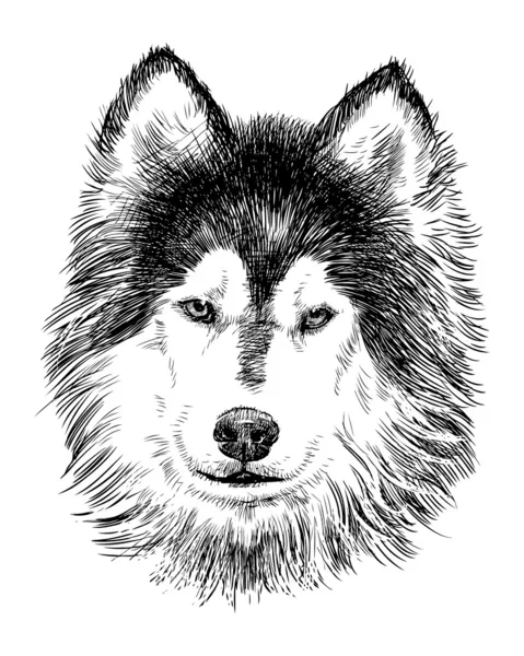 Retrato de husky — Vetor de Stock