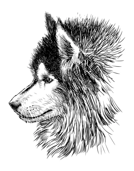 Profil eines Hundes — Stockvektor