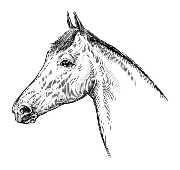 馬の頭のプロファイル — ストックベクタ