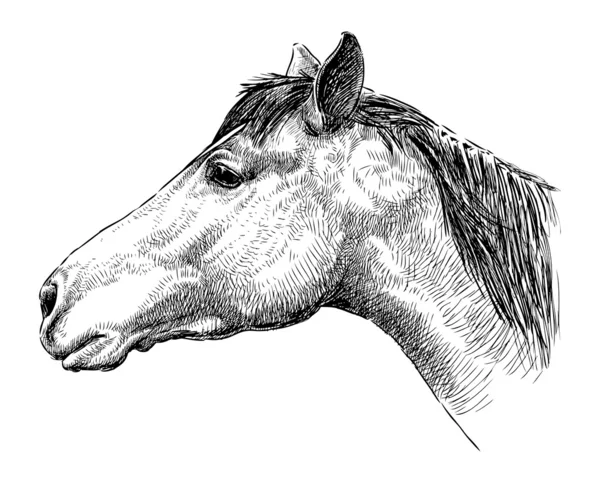 Perfil de cabeza de caballo — Archivo Imágenes Vectoriales