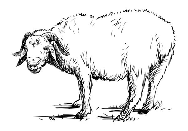 RAM-geheugen schets — Stockvector