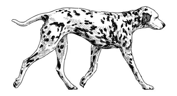 Running dalmatian — Stock Vector