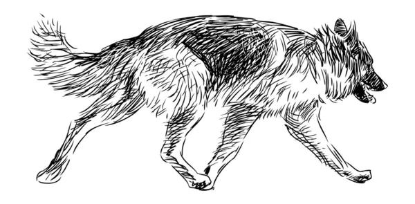 Laufhund — Stockvektor