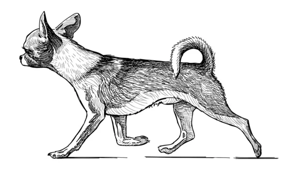 Running Schoßhund — Stockvektor