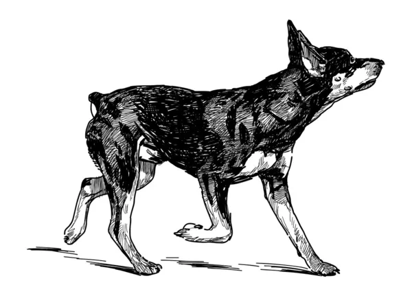 Lopende puppy van dobermann — Stockvector