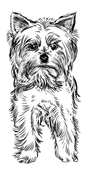 Retrato de perro — Archivo Imágenes Vectoriales