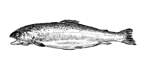 Ikan trout - Stok Vektor