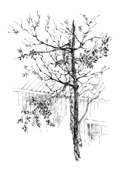 Tree sketch — Stock Vector