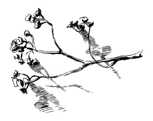 Bosquejo de flores — Archivo Imágenes Vectoriales