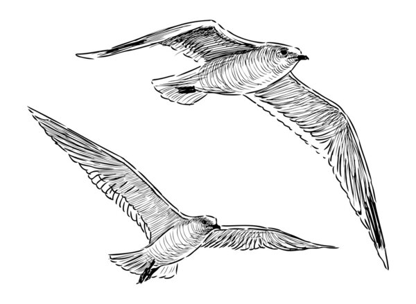 Two flying gulls
