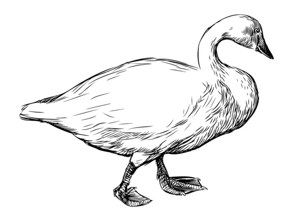 Cisne ambulante — Vetor de Stock
