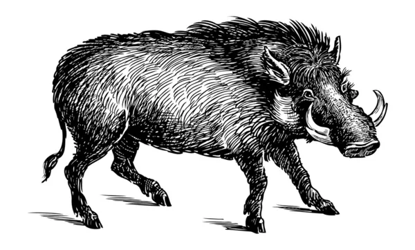 Boar  sketch — Stock Vector