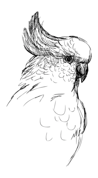 Witte parrot — Stockvector