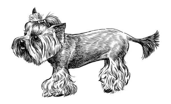 Yorkshire terrier — Stock Vector