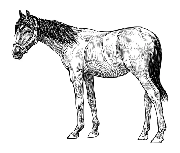 Fiatal lovak — Stock Vector