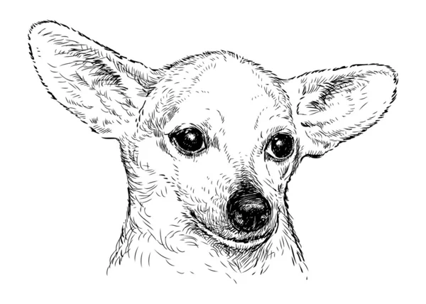 Cane con grandi orecchie — Vettoriale Stock