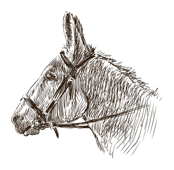 Hlava koně — Stockový vektor