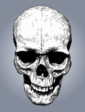 Çizilmiş insan kafatasının vektör çizimi