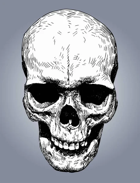 Ilustración Vectorial Scull Humano Dibujado — Archivo Imágenes Vectoriales