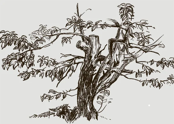 Векторный Текстурированный Абстрактный Рисунок Кривых Ветвей Дерева Листьями — стоковый вектор