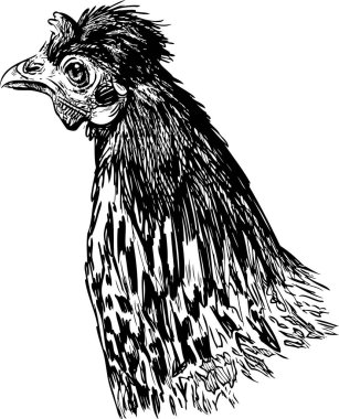 Çiftlik tavuğunun portresinin ana hatlarını çiz