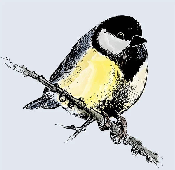 Hand Drawing Cute Fluffy Titmouse Bird Branch Winter — Stock Vector