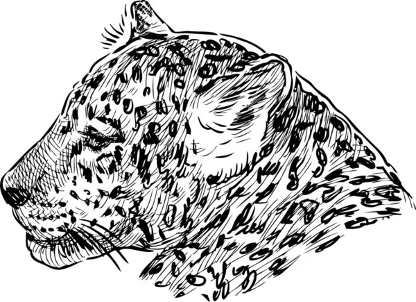 Hand Drawing Head Wild Leopard — Stock Vector
