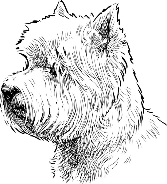 Fehér Skót Terrier Portréjának Vázlatos Rajza — Stock Vector