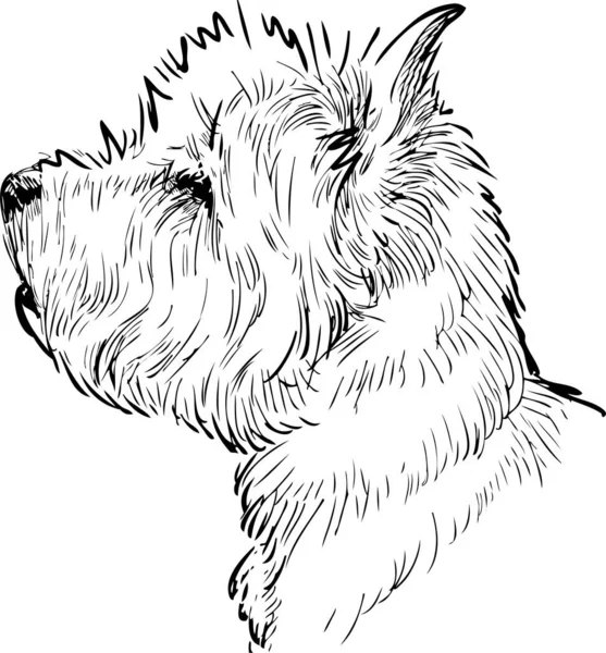 Desenho Esboço Retrato Perfil Terrier Escocês Branco — Vetor de Stock