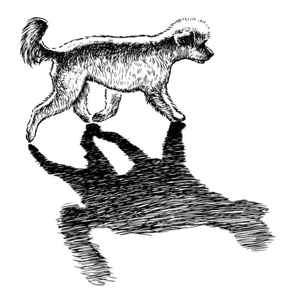 Esboço Poodle Com Sombra Correndo Livre Dia Ensolarado — Vetor de Stock